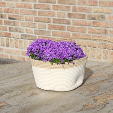 3 Purple Bellflowers (Campanula) in Cotton Bowl with Watering System