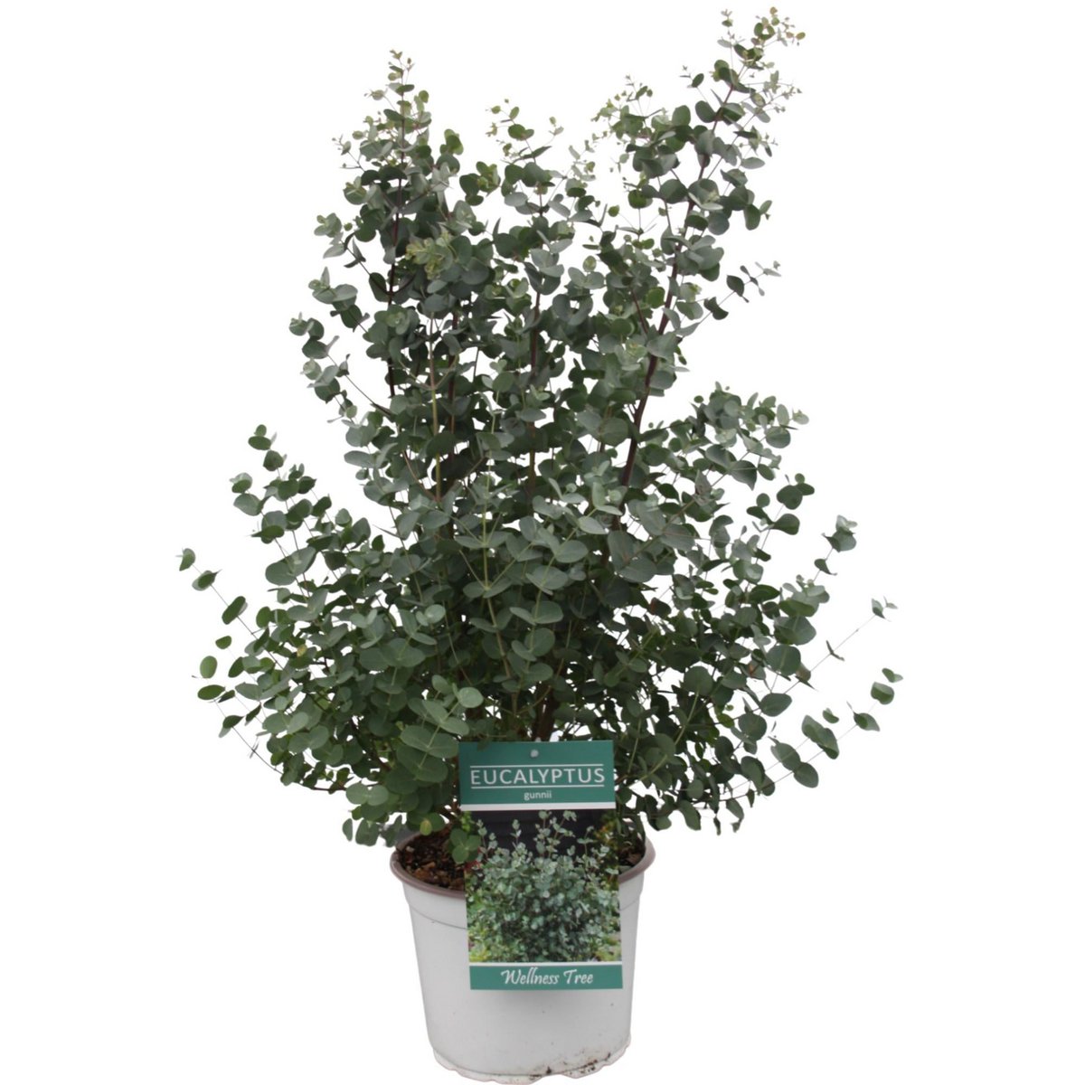 Eucalyptus Gunni [P23-H65]