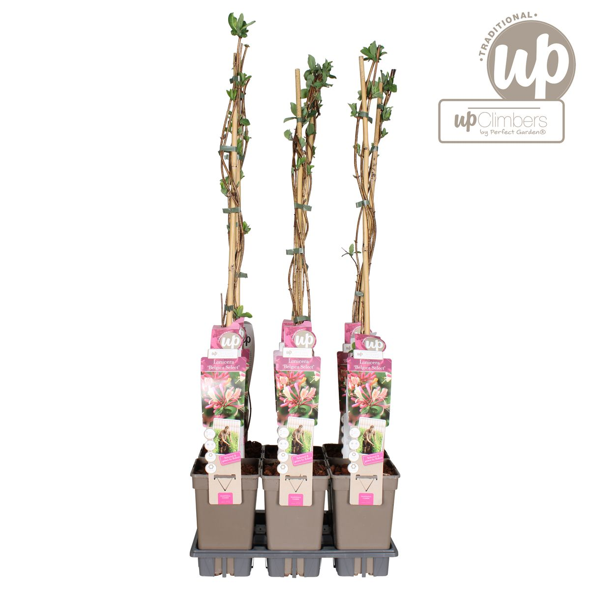 Klimplant Lonicera periclymenum Belgica Ø15cm 65cm