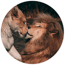 Muurcirkel lion couple Dibond 12-140 cm