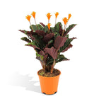 Kamerplant Calathea Crocata pauwenplant potmaat 14cm