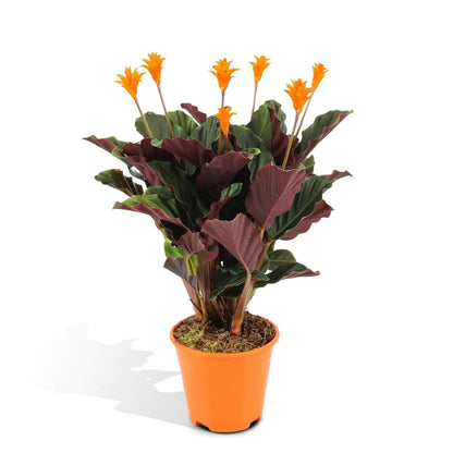 Kamerplant Calathea Crocata pauwenplant potmaat 14cm