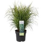 Siergras Miscanthus sinensis 'Strictus' Ø23x60cm