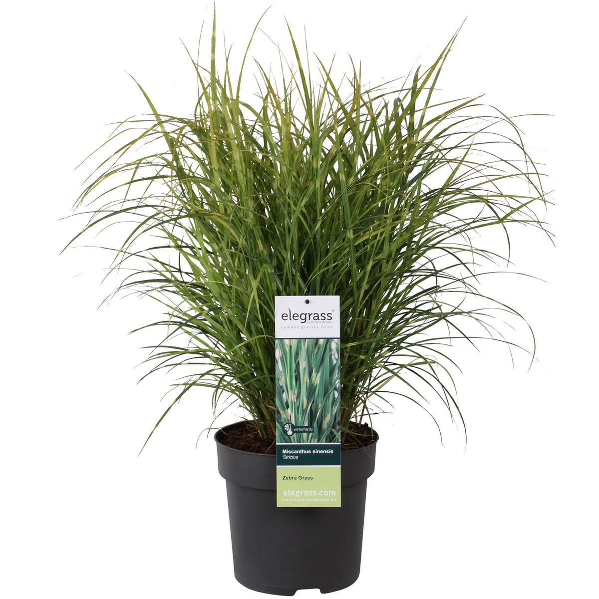 Siergras Miscanthus sinensis 'Strictus' Ø23x60cm