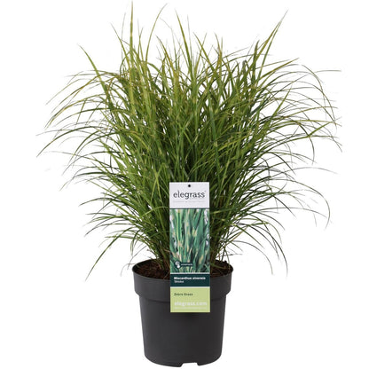 Siergras Miscanthus sinensis 'Strictus' Ø23x60cm