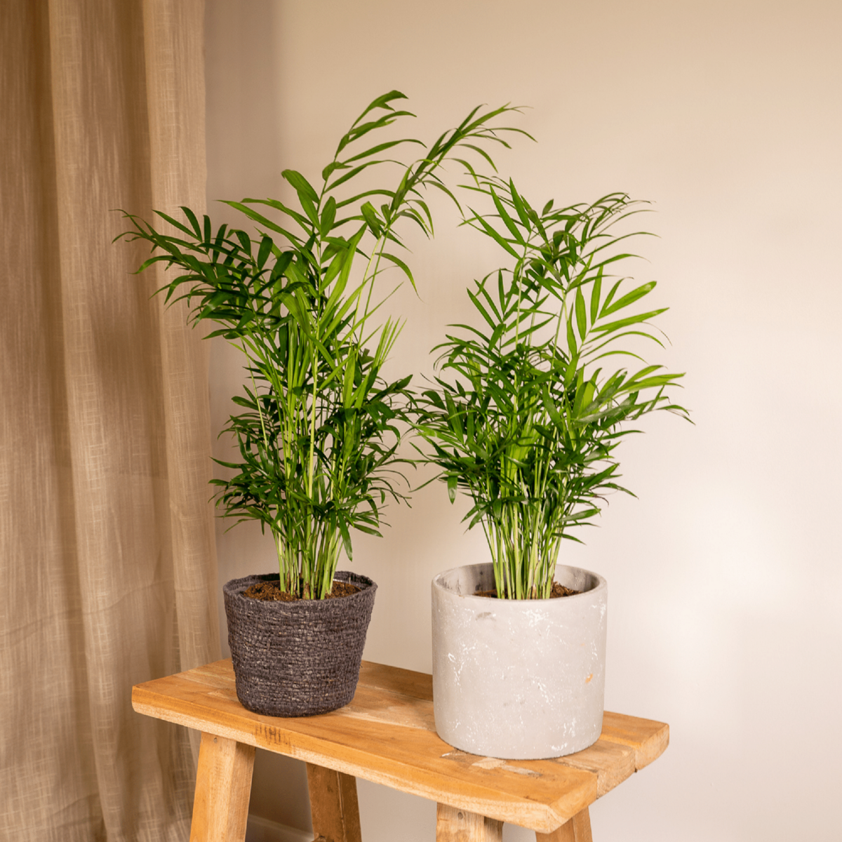 Chamaedorea Elegans (Parlor Palm) - 2 pieces - Ø12cm - ↕40cm