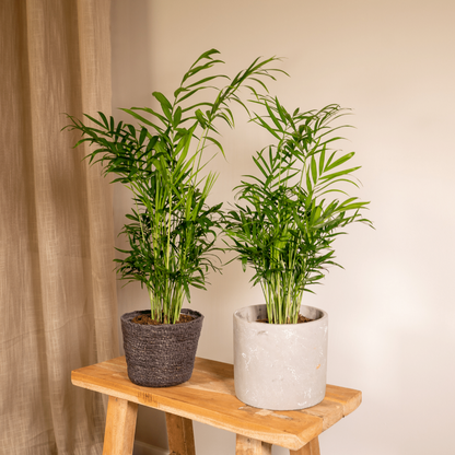 Chamaedorea Elegans (Parlor Palm) - 2 pieces - Ø12cm - ↕40cm
