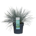 Siergras Festuca Glauca Azura Blue Ø19cm 40cm
