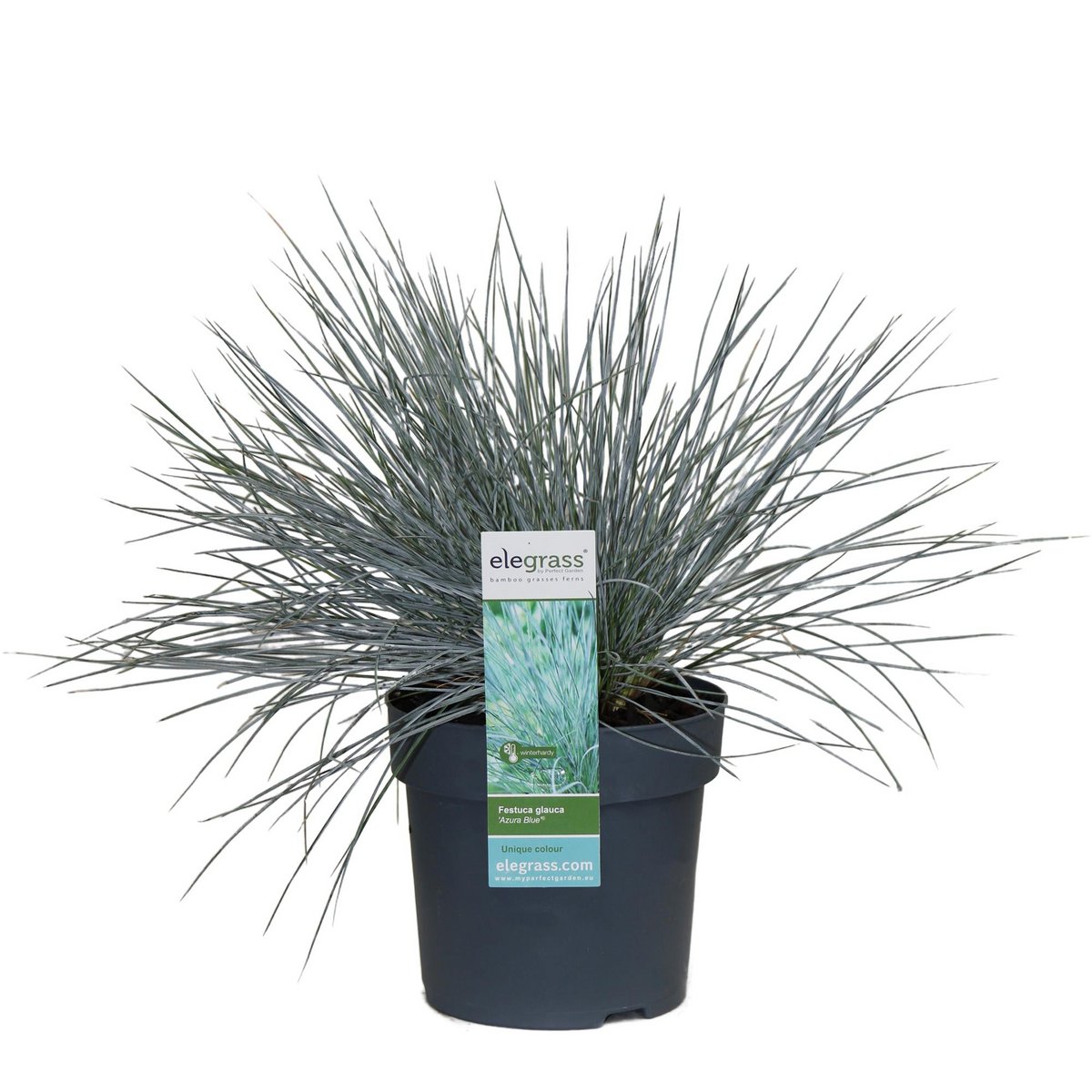 Festuca Glauca Azura Blue - Ø19cm - ↕40cm - Ø14 - ↨30cm
