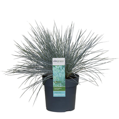 Festuca Glauca Azura Blue - Ø19cm - ↕40cm - Ø14 - ↨30cm