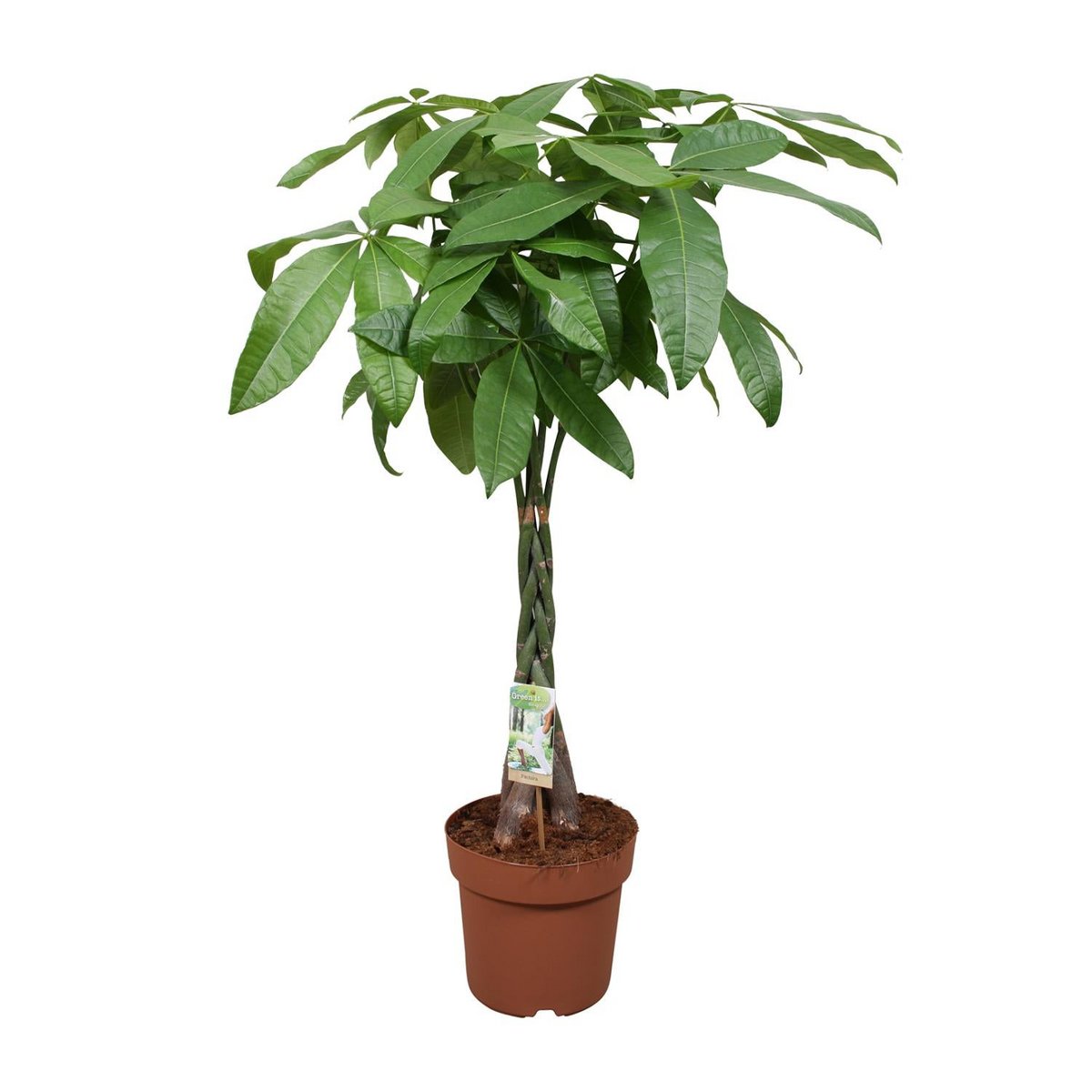 Kamerplant Pachira Aquatica gevlochten stam 120 cm