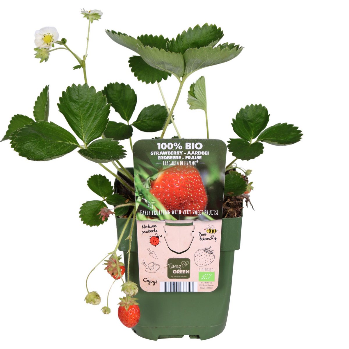 Fragaria x ananas Delizzimo - Strawberry - Ø13cm - ↕45cm