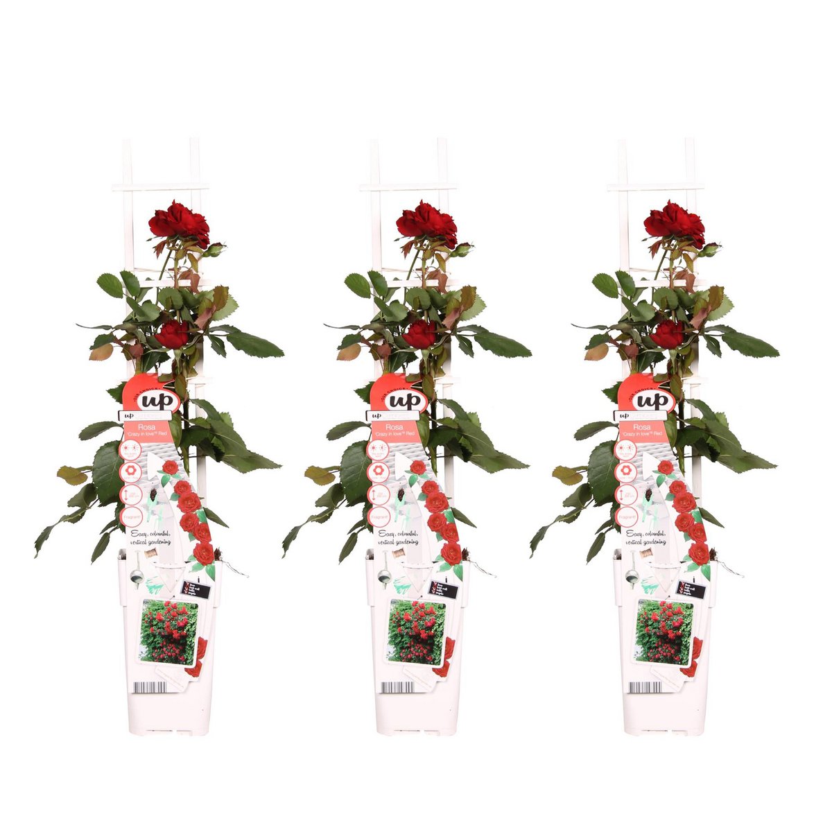3x - Rose Crazy in love 'Red' - ↨65cm - Ø15