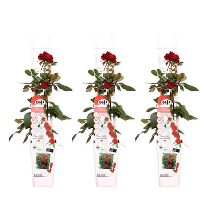 3x - Rose Crazy in love 'Red' - ↨65cm - Ø15
