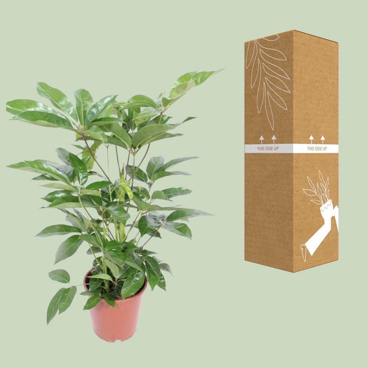 Kamerplant Schefflera Actinophylla 'amate' potmaat 24 cm