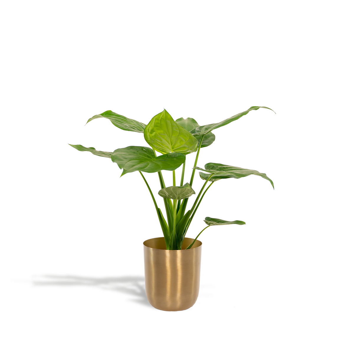 Kamerplant Alocasia Cucullata Ø19cm ↕65cm met gouden blik