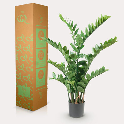 Kunstplant Zamioculcas 110 cm