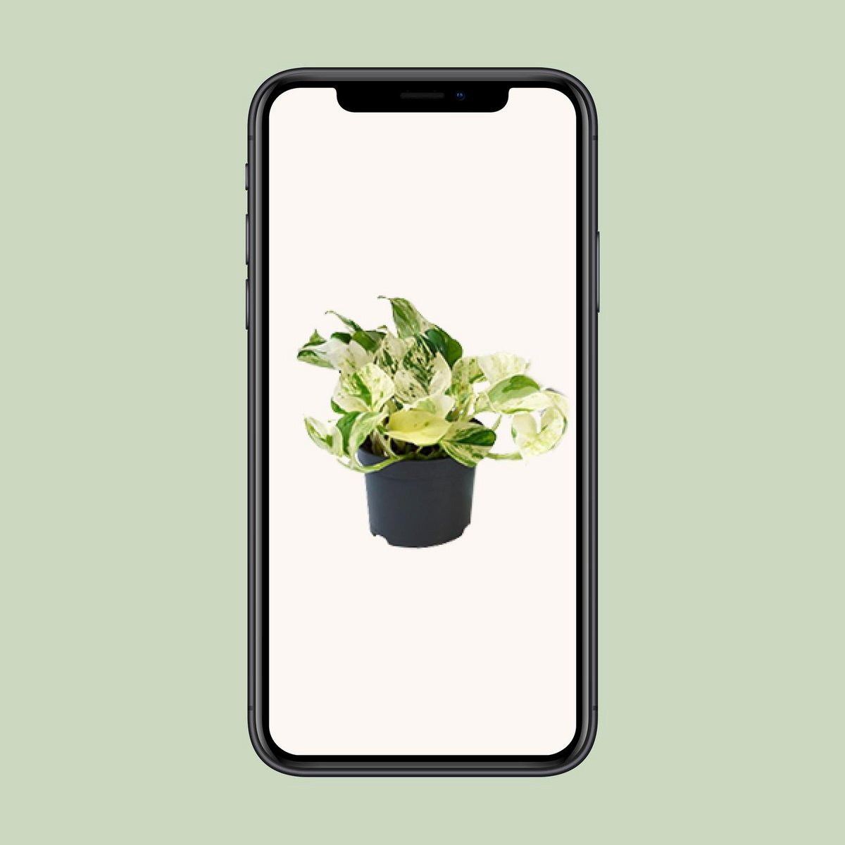 Epipremnum Happy Leaf plant Ø12cm