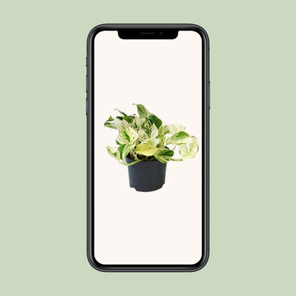 Epipremnum Happy Leaf plant Ø12cm