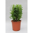 Euphorbia Trigona Ø12 cm 40 cm