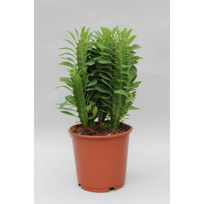 Euphorbia Trigona Ø12 cm 40 cm