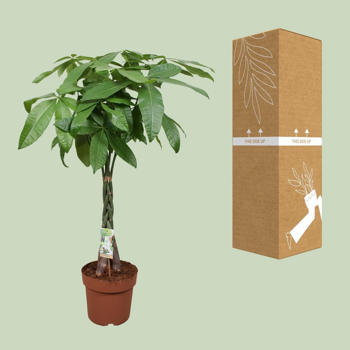 Kamerplant Pachira Aquatica gevlochten stam 120 cm