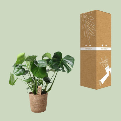 Monstera in natural basket - Ø21cm - ↕60 cm