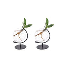 Clusia planten 2 stuks Ø5x10 cm glas groen