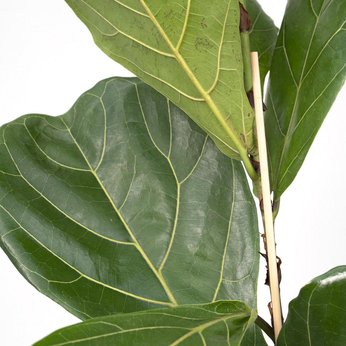 Fiddle-leaf Fig - Rubber Plant - Ø17cm - ↕75cm
