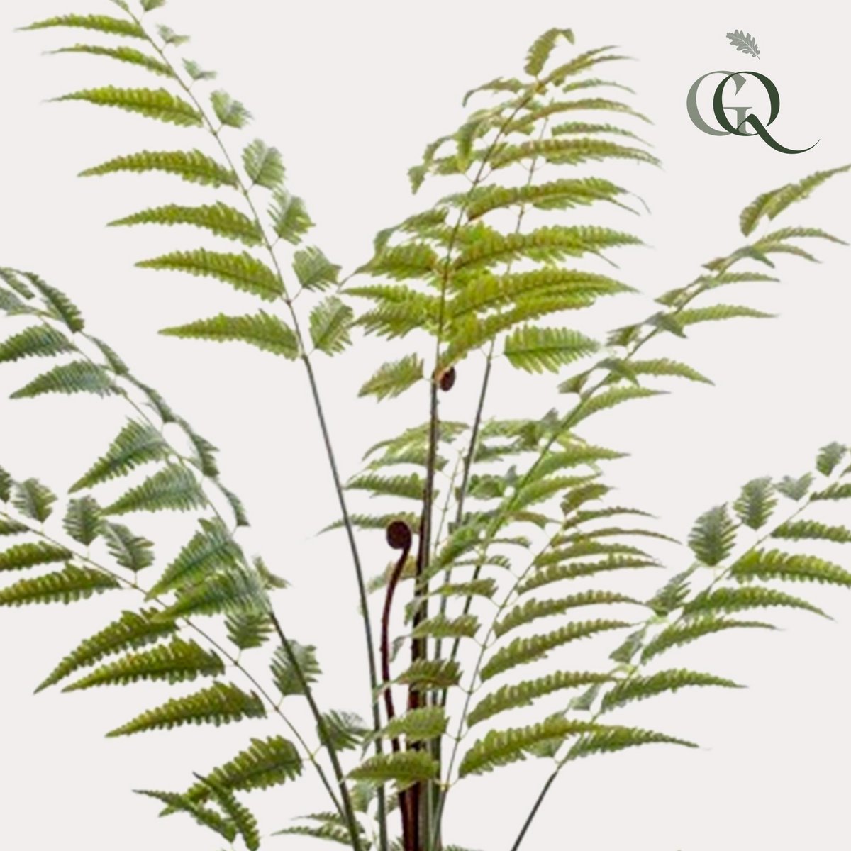 Kunstplant Ledervaren 150 cm