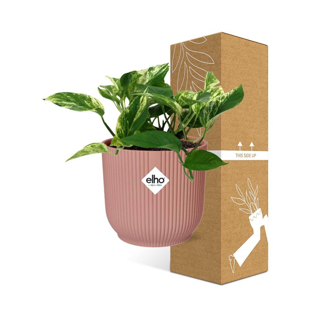 Scindapsus (Epipremnum) Marble Queen in Elho Vibes Fold 14cm Pink