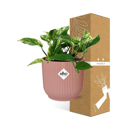 Scindapsus (Epipremnum) Marble Queen in Elho Vibes Fold 14cm Pink