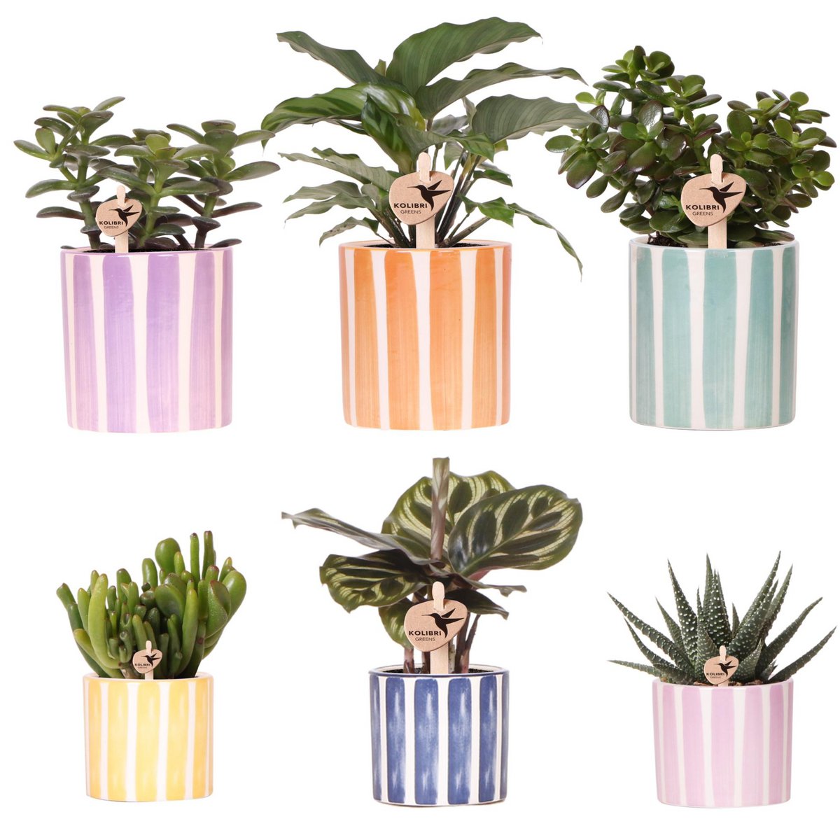 Set van 6 Groene Planten in Gestreepte Sierpotten – Diverse Maten