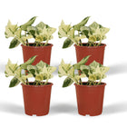 Kamerplant Epipremnum Happy Leaf ø12cm ↕15cm