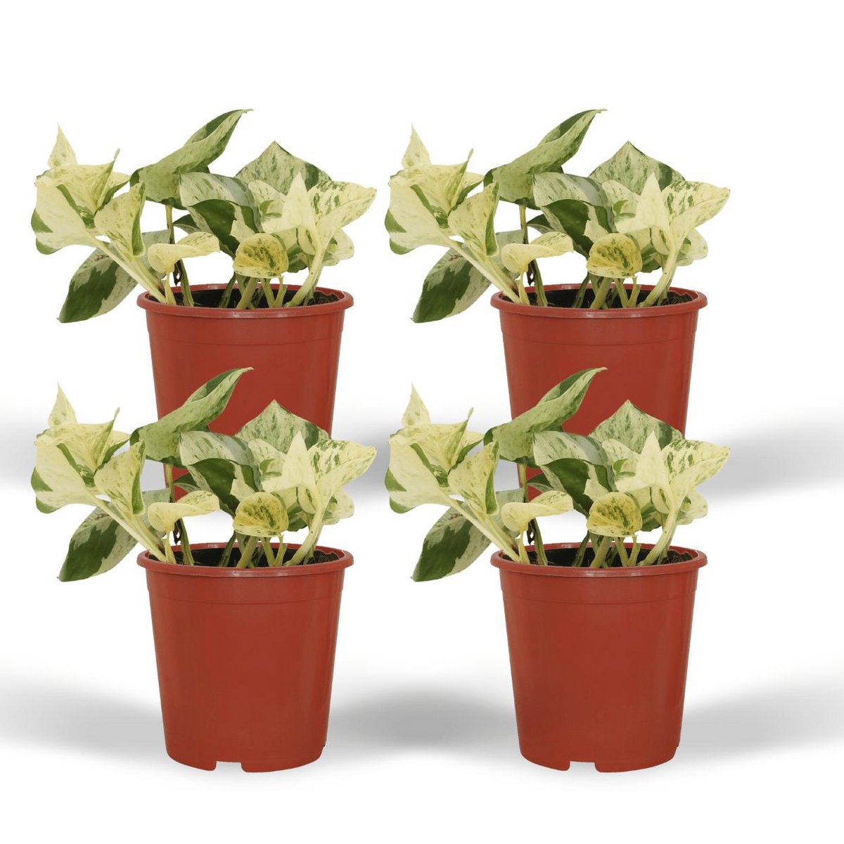 Kamerplant Epipremnum Happy Leaf ø12cm ↕15cm