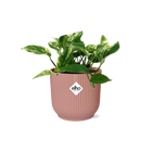 Scindapsus (Epipremnum) Marble Queen in Elho Vibes Fold 14cm Pink