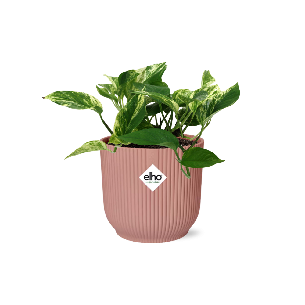Scindapsus (Epipremnum) Marble Queen in Elho Vibes Fold 14cm Pink