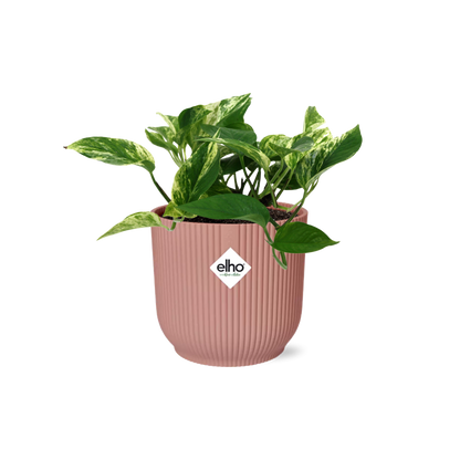 Scindapsus (Epipremnum) Marble Queen in Elho Vibes Fold 14cm Pink