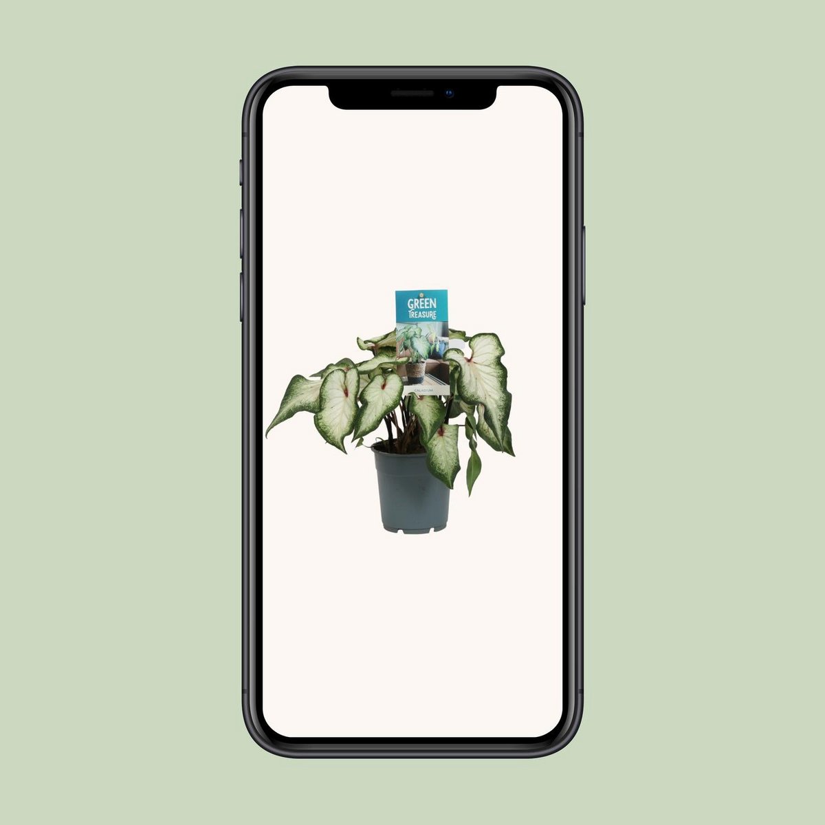 Caladium white - Ø12cm - ↕25 cm