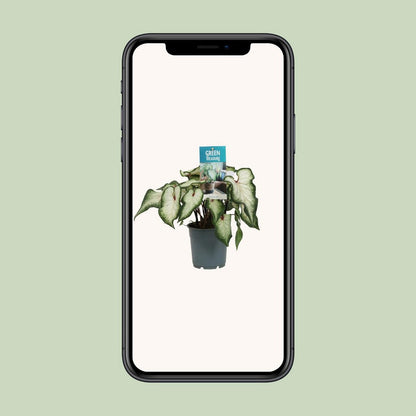 Caladium white - Ø12cm - ↕25 cm