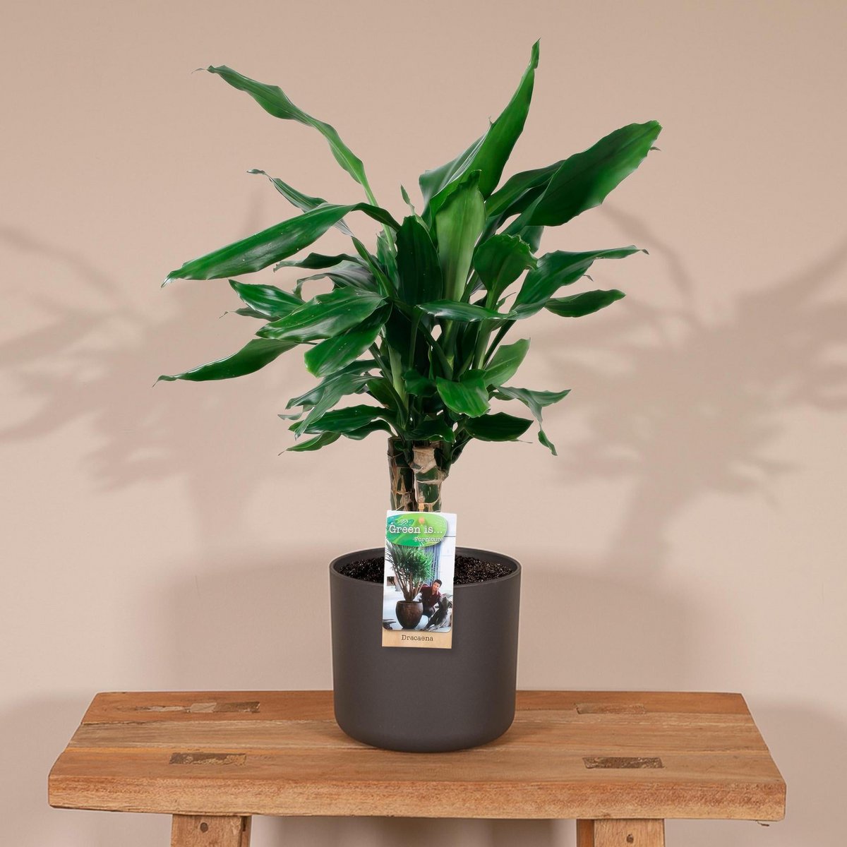 Dracaena geurstudnerer Green - ↨55cm - Ø17cm