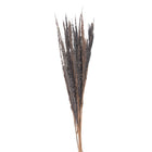Droogboeket 100 cm grijs bruin