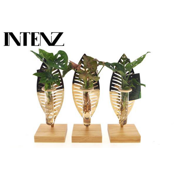 Kamerplanten Mix In Verona Glas - 1 stuk - Ø7 ↕10