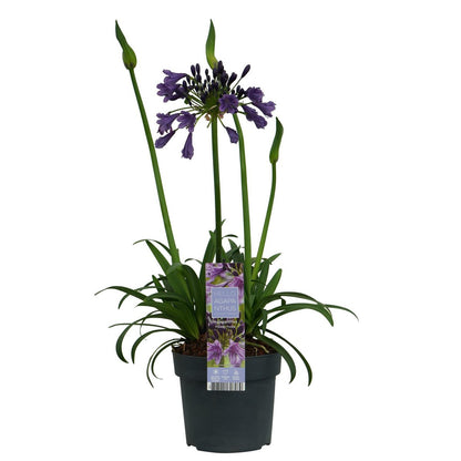 Agapanthus Poppin Purple pot Ø19 cm