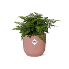 Asplenium Parvati varen 14 cm roze pot