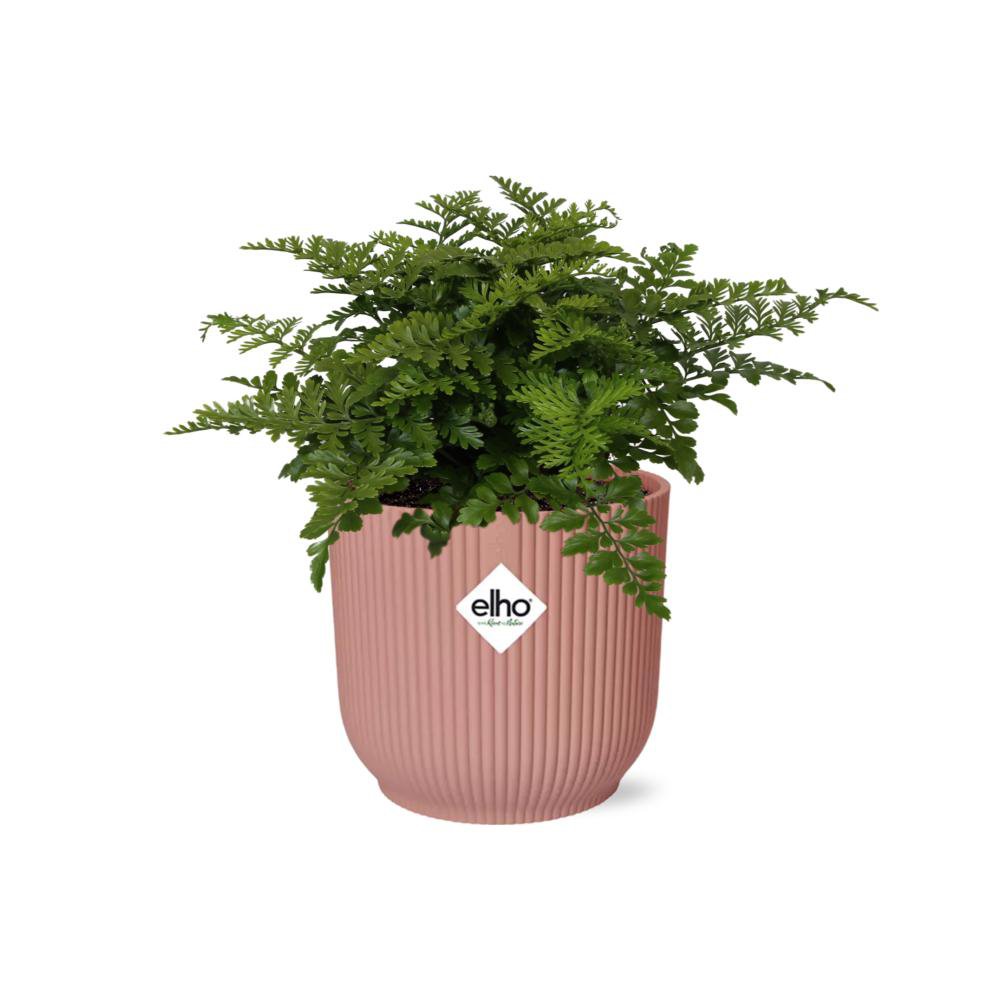Asplenium Parvati varen 14 cm roze pot