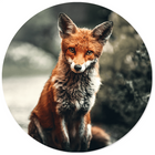Wall circle fox
