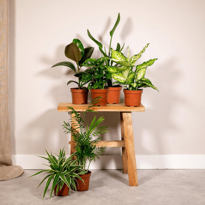 Kamerplanten verrassingsbox 6 stuks Ø12cm 10-25cm
