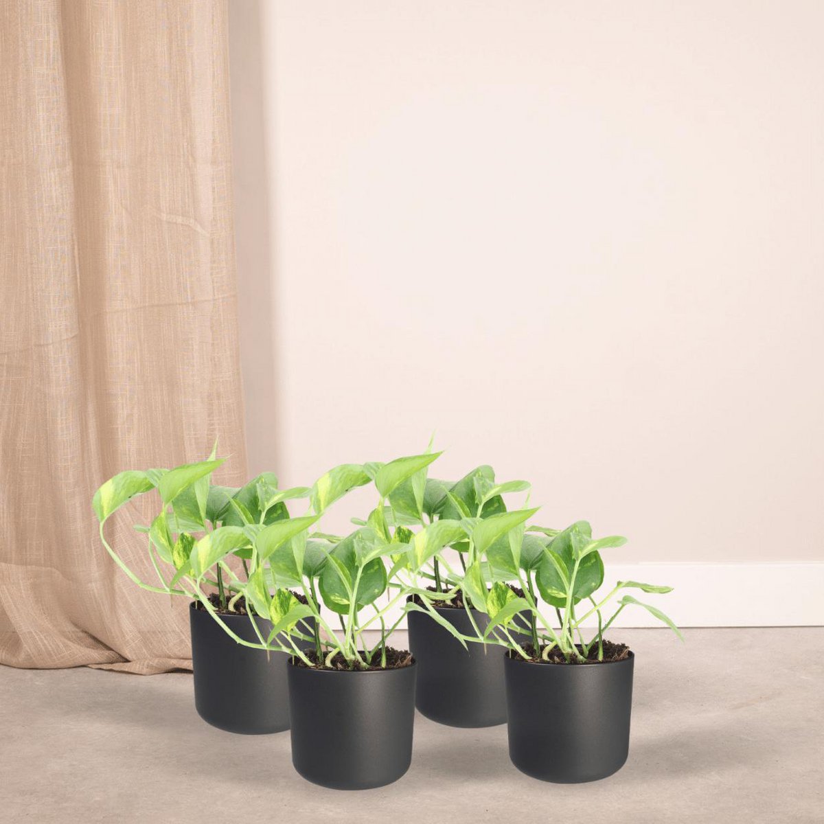 Kamerplant Epipremnum Aureum 4 stuks ø12cm 20cm
