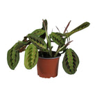 Kamerplant Maranta Leuconeura Fascinator Ø12cm